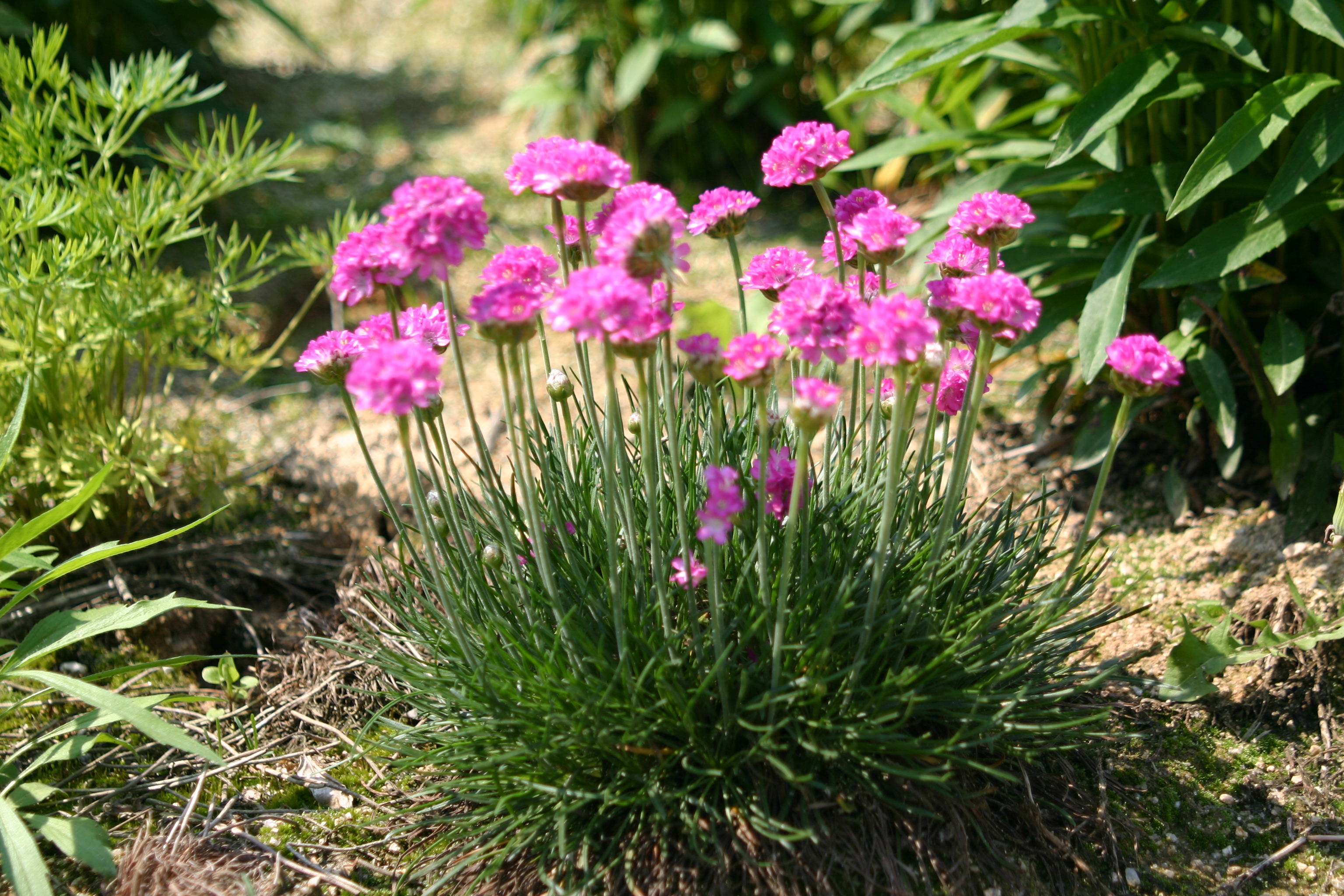 Armeria maritima 'Splendens'